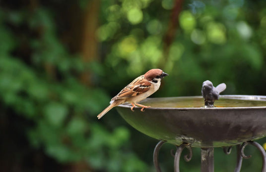 Bird Baths