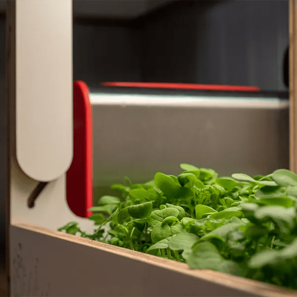 H-Mini Countertop Indoor Garden - Frankton's