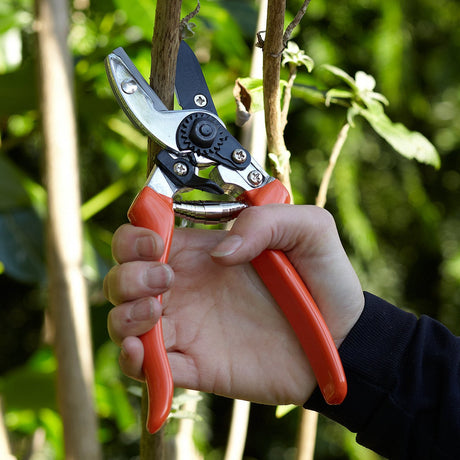 Anvil Secateur - RHS Endorsed - Frankton's