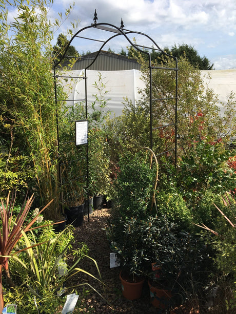 Arcadia Arch - Solid Steel Garden Archway - Frankton's