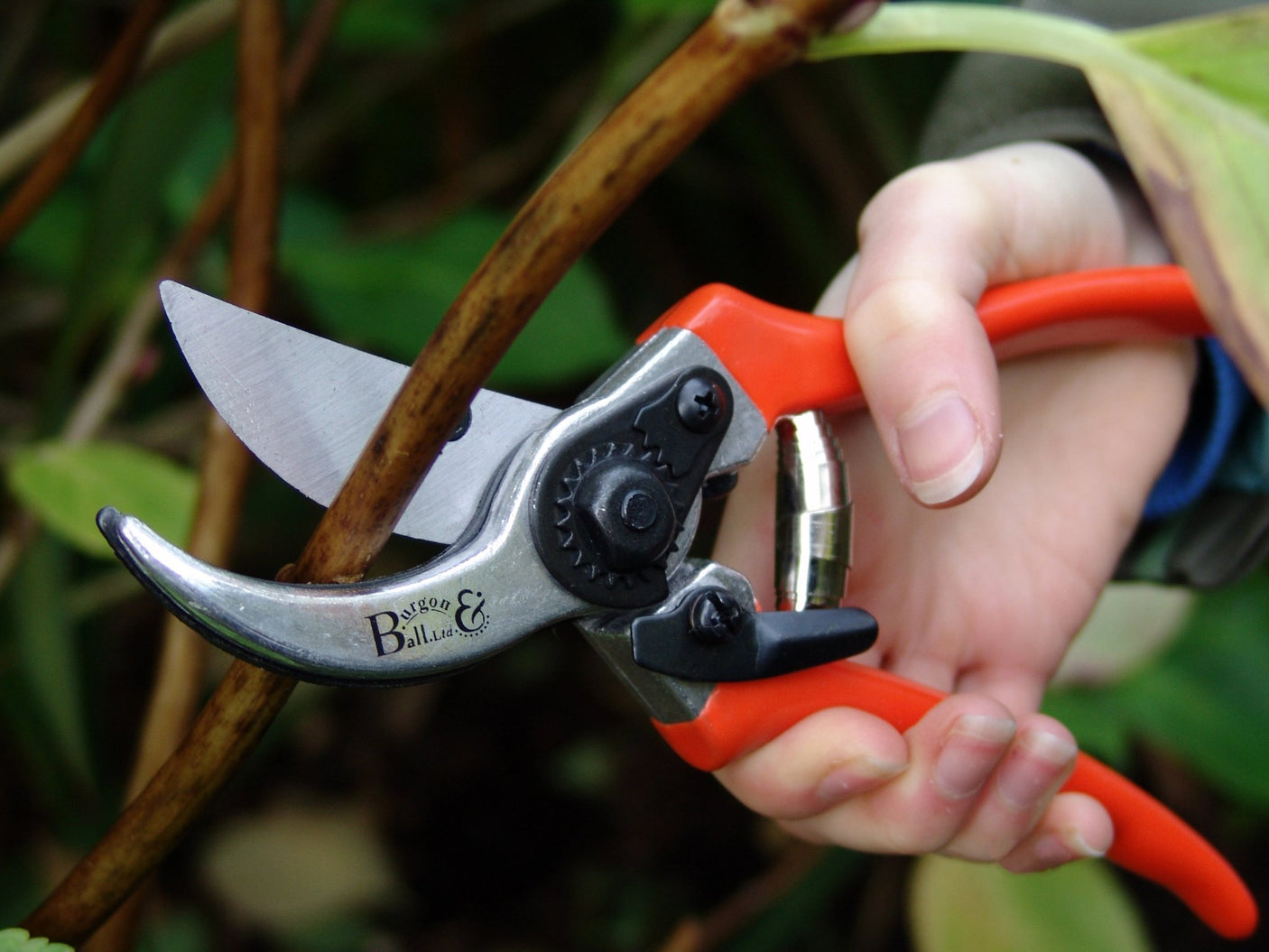 Bypass Secateurs - RHS Endorsed - Frankton's